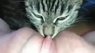 سكس قطط وبنات القطة تلحس كسها سكس حيوانات