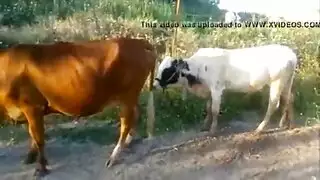 تزاوج وحشي: فيلم جنس حيواني غير مقطوع