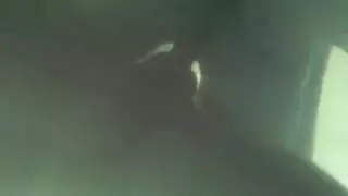 سكس أوروبي للبدينات لا تحميل، اضغط وشاهد