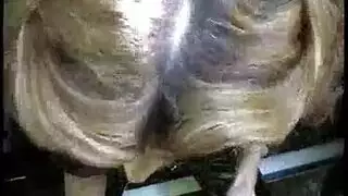 نيك جزايري قبيح